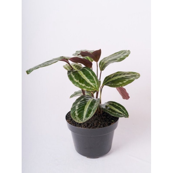 lemon dracena Dracaena - Lemon Lime