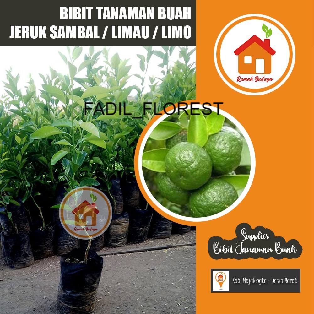 Jual Bibit Tanaman Jeruk Sambal Jeruk Limau Jeruk Limo Fadilflorest Shopee Indonesia 3645