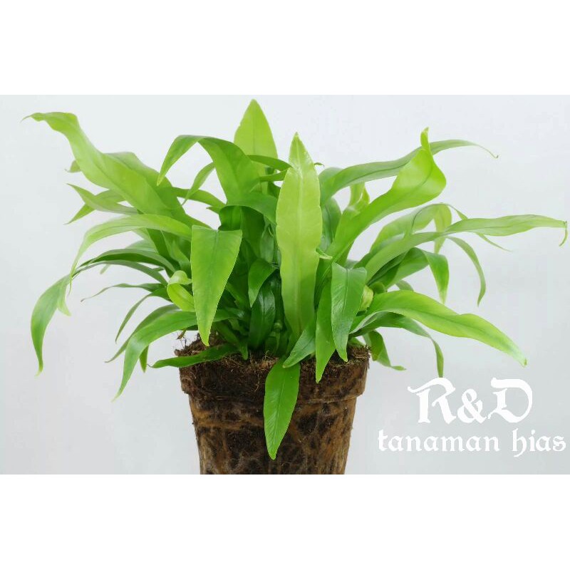 Jual tanaman hias kadaka mini kadaka super mini | Shopee Indonesia