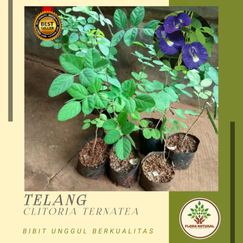 Jual Bibit Tanaman Bunga Telang Pohon Telang Tanaman Kembang Teleng