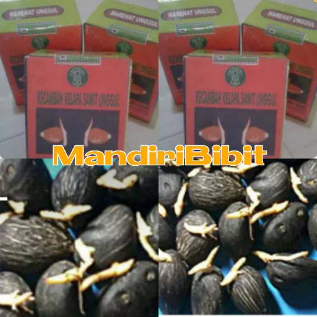Jual Benih/Bibit Kelapa Sawit Marehat | Shopee Indonesia