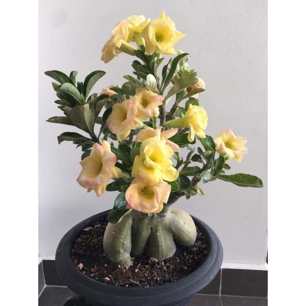 Jual Bibit Bunga Adenium Tumpuk Kuning Adenium Tumpuk Cabang Seribu