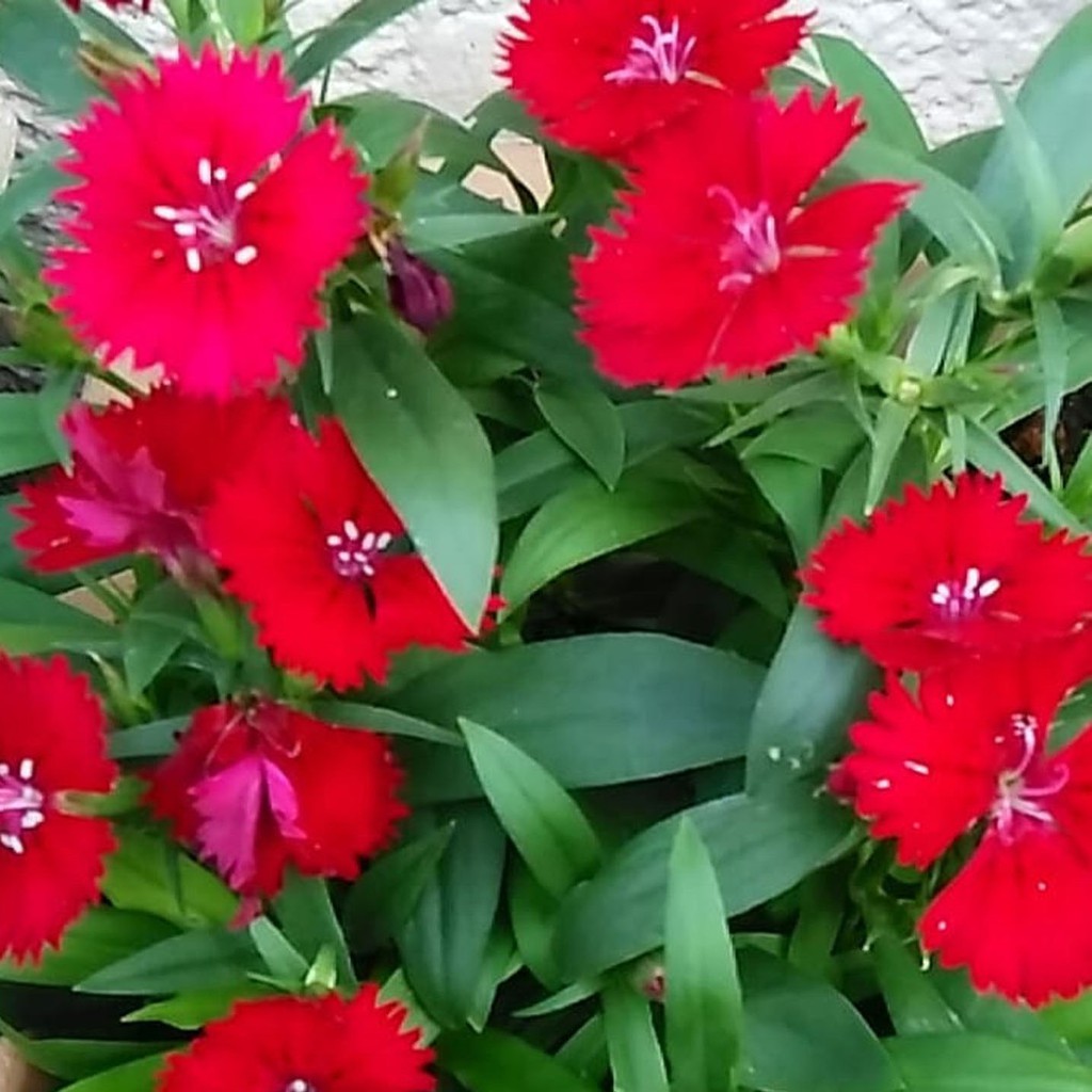 Jual Tanaman Hias Anyelir Bunga Merah Dianthus Rockin Red Shopee