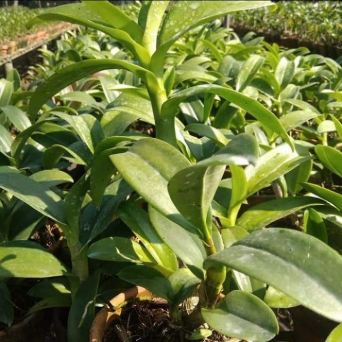 Jual Pohon Anggrek Dendrobium Dewasa Sakda Beauty Siap Spike | Shopee ...