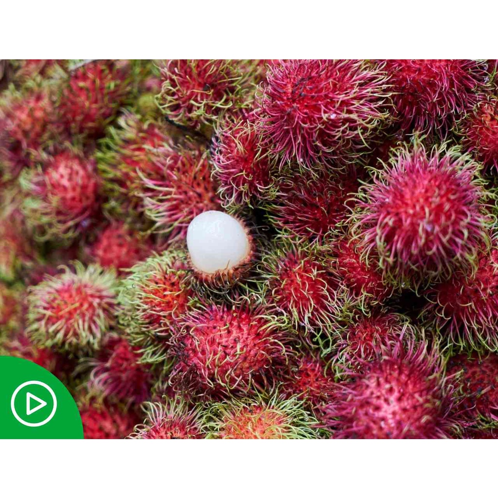 Jual Bibit Rambutan BERBUAH | Shopee Indonesia