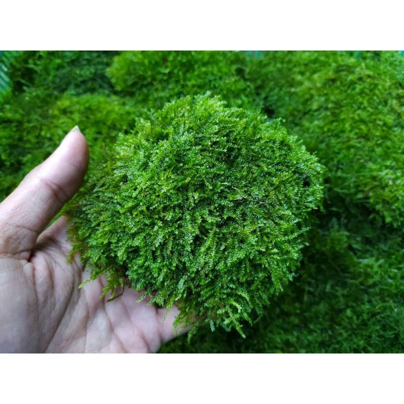 Jual Moss Weeping Original Clump (Tanaman Aquascape) | Shopee Indonesia