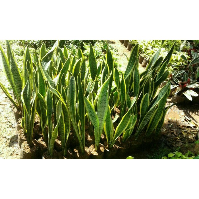 Jual Sansevieria Trifasciata, Lidah mertua, tanaman indoor, tanaman ...