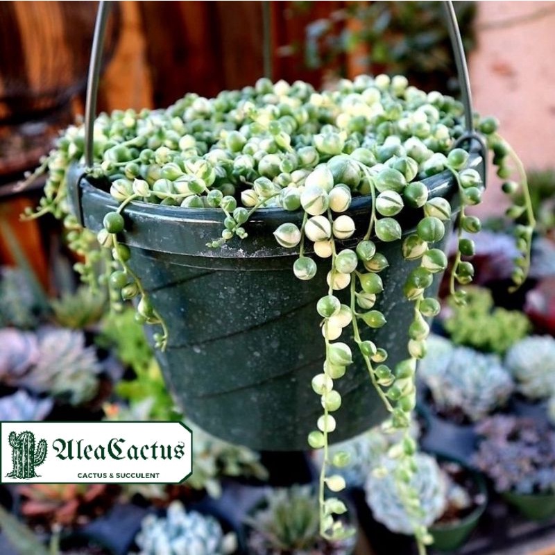 Jual string of pearl rimbun on pot 12cm | Shopee Indonesia
