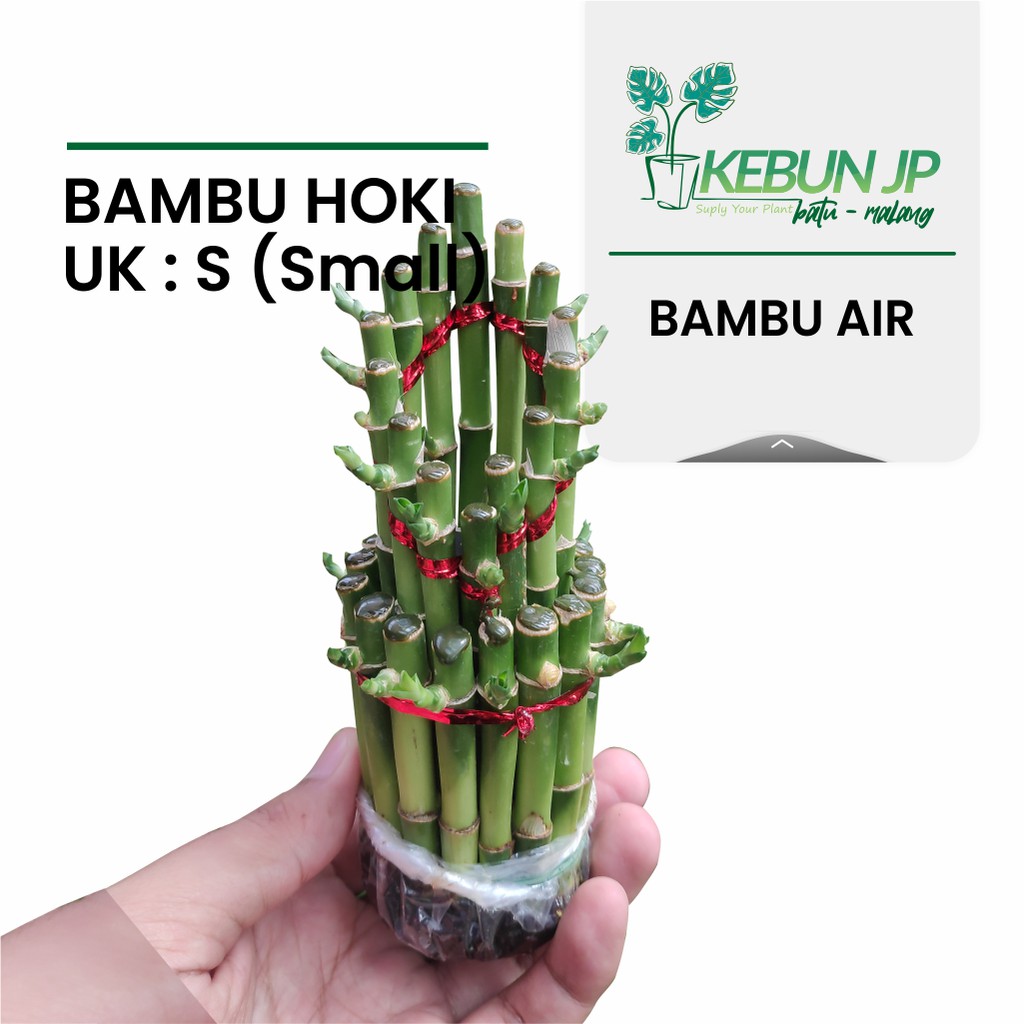 Jual Bambu Hoki Bambu Rejeki Bambu Air Tanaman Bambu Hias