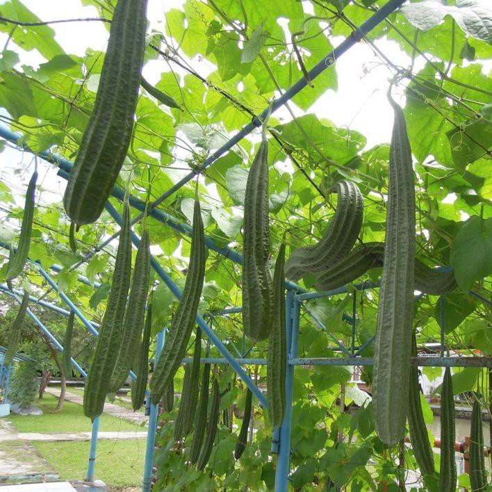 Benih Oyong Sayuran Rambat Gambas Unggul - Bibit Tanaman Sayur Seribuan