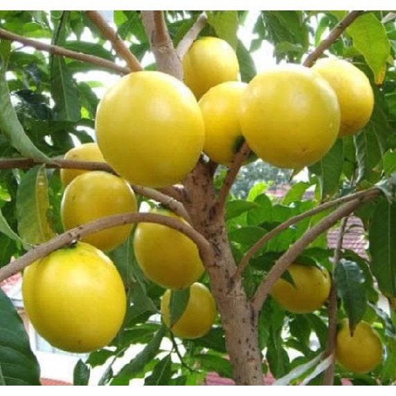 Bibit Tanaman Buah Tanaman Sawo Australia Abiu