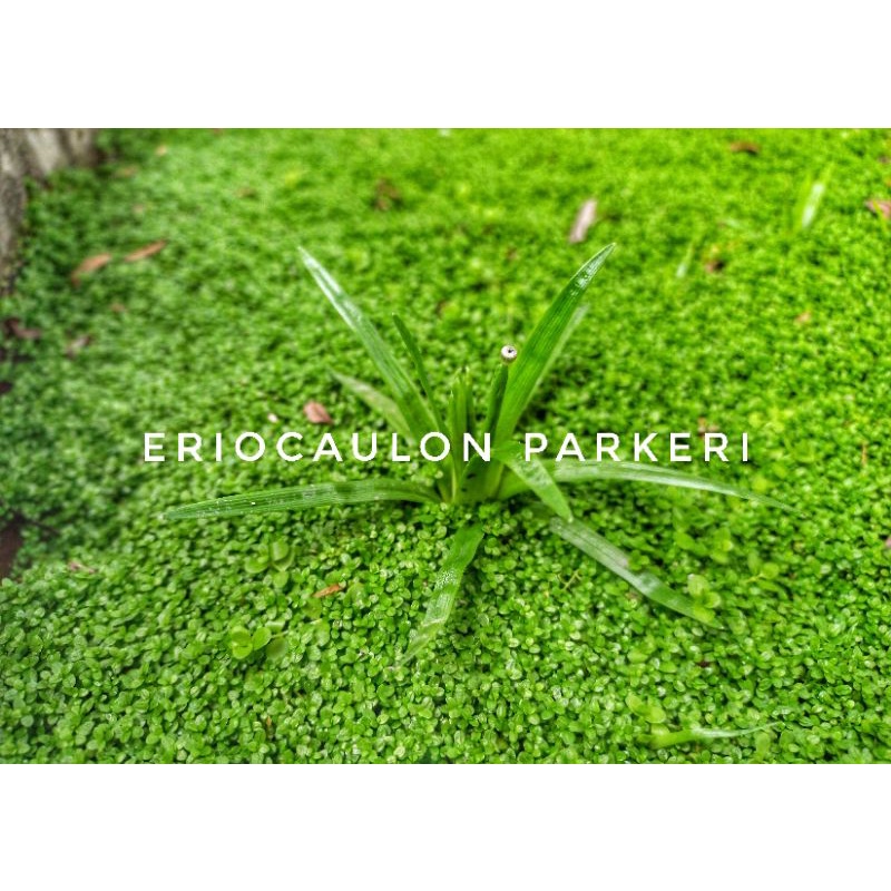Jual Eriocaulon Parkeri - Tanaman Aquascape | Shopee Indonesia