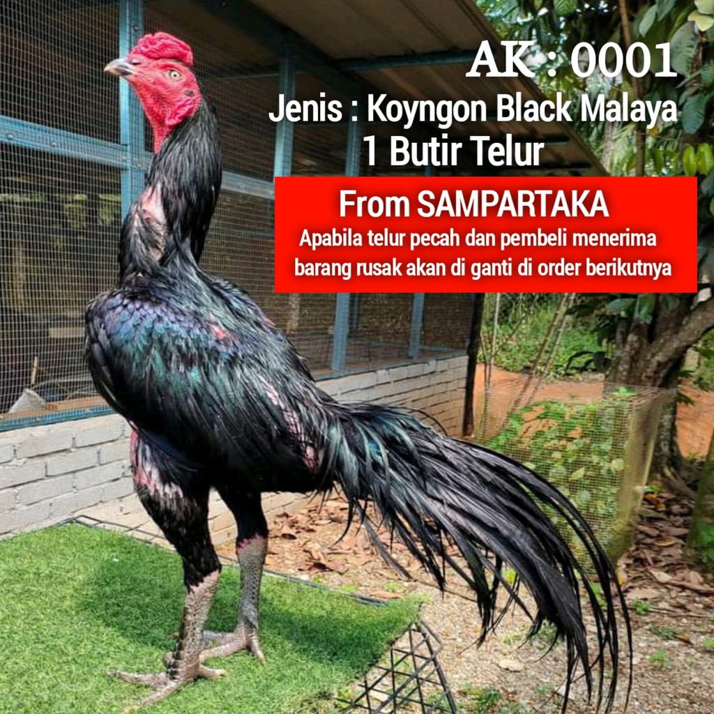 Jual Ayam Bangkok Asli Ekor Lidi Pakhoy Super Thailand Koyngon Betina