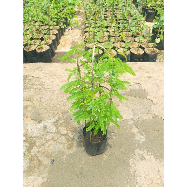 Jual Turus Tanaman Rambat Bahan Bambu Natural Minimal 5Pcs | Shopee ...