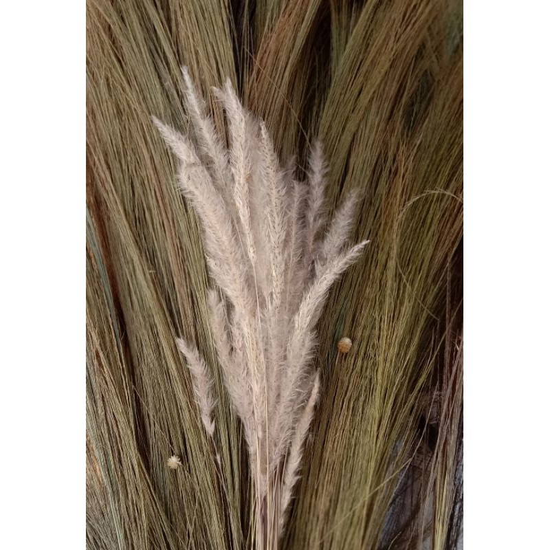Jual 25 Tangkai Pampas Angin Alang Alang Ilalang Bulu Putih | Shopee ...
