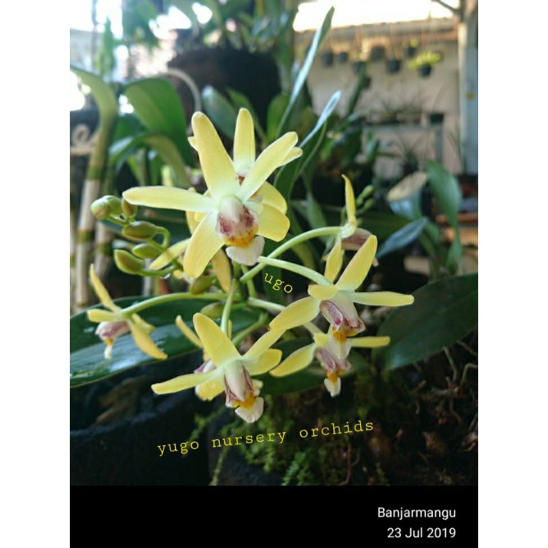 Jual anggrek dendro epigenium rumpun dewasa siap bunga | Shopee Indonesia