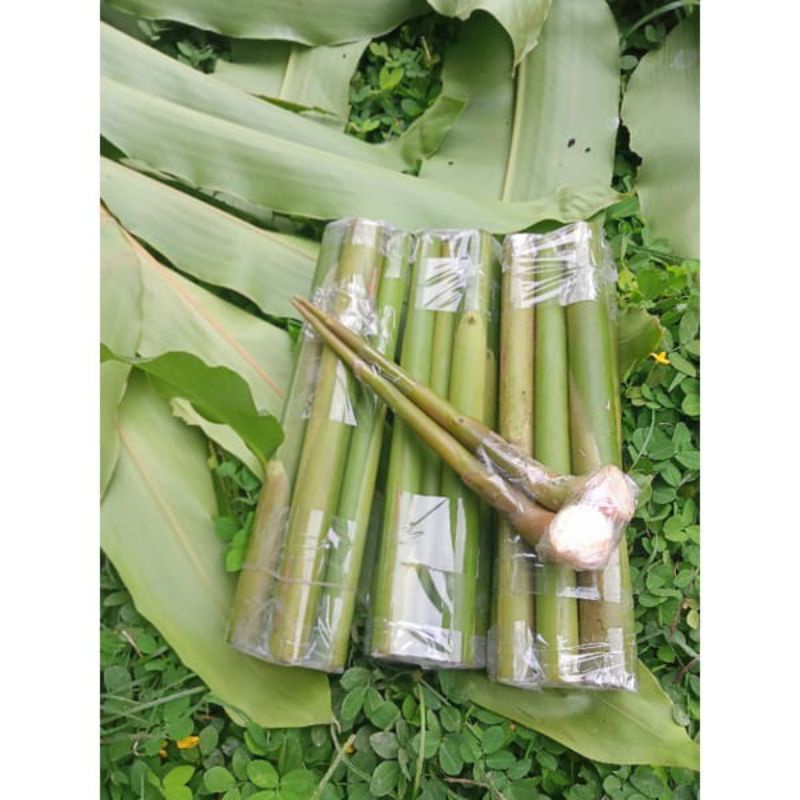 Jual Batang pohon kecombrang hijau segar / batang honje/ batang cekala ...