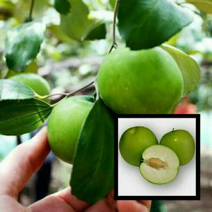 Jual Bibit Tanaman Buah Apel Putsa/Apel India 40cm (ORIGINAL) | Shopee ...