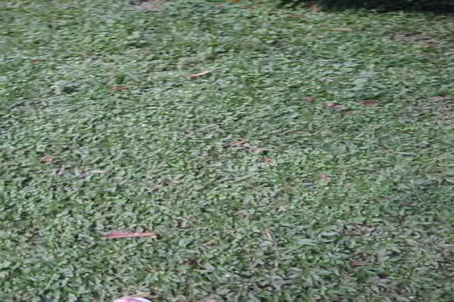 Jual KEBUN.MUKLIS - Rumput Gajah Mini Sobekan Murah | Shopee Indonesia