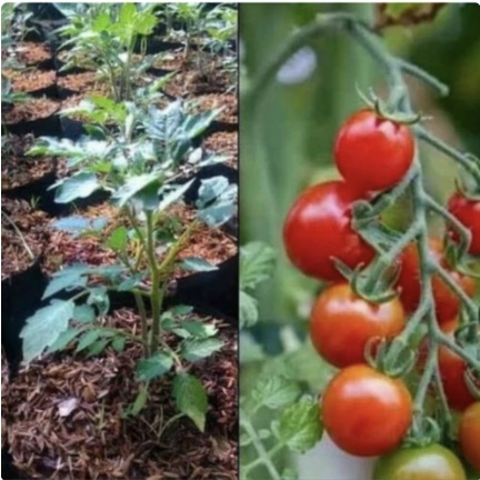 pohon tomat cherry berbunga berbuah // Tanaman buah tomat sayur