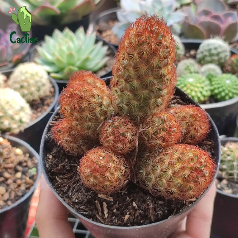 Jual Kaktus Mammillaria Elongata //Lady finger | Shopee Indonesia