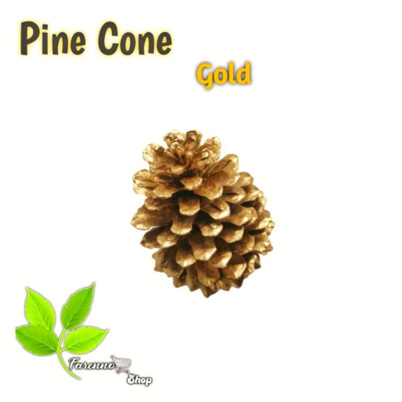 Jual Pinus Kering / Pine Cone Rustic Gold ( Bisa COD ) | Shopee Indonesia