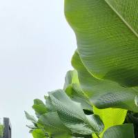 Jual Janur Surabaya