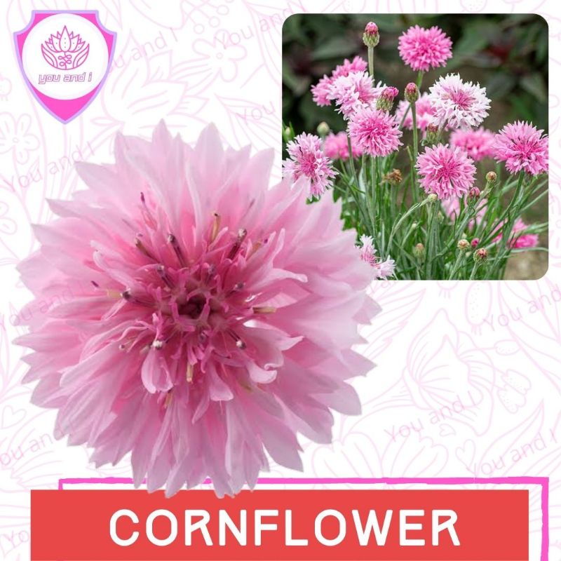Jambu cornflower outlet