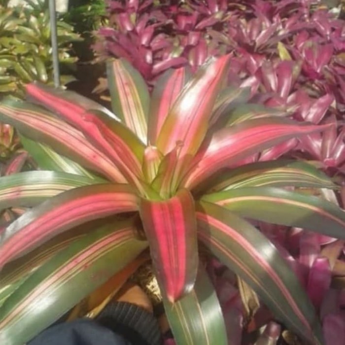 Jual Pohon Bromelia Three colour - Tanaman Hias Pohon Bromelia Tri ...