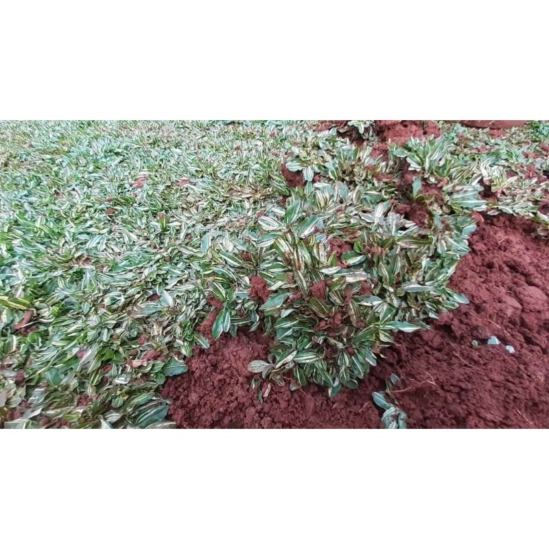 Jual Tanaman Rumput Gajah Mini Varigata Shopee Indonesia