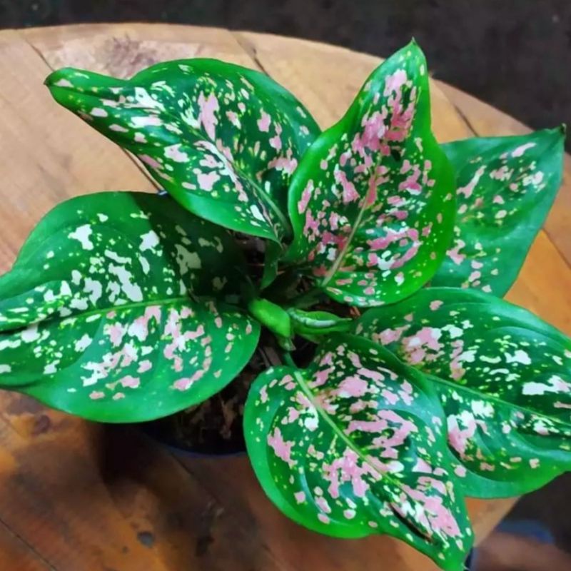 Jual Aglaonema Tri Color / Aglonema tri color florist nursery ...