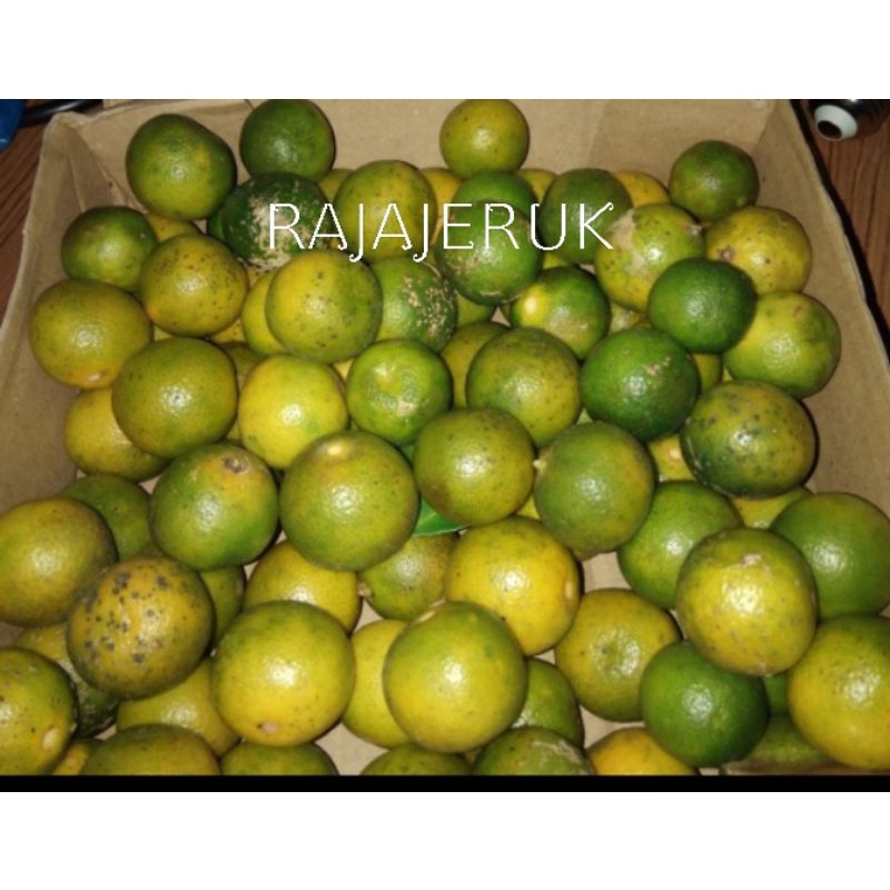 Jual Jeruk Sonkit Lemon Cui Jeruk Konci Kuning 1kg Shopee Indonesia 2337