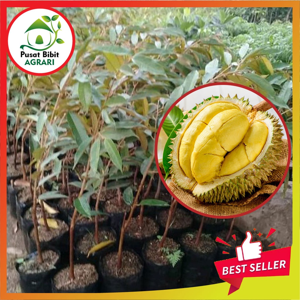 Bibit Durian Montong Asli Tanaman Buah Okulasi Super Unggul Tabulampot Duren Pusat Bibit Agrari