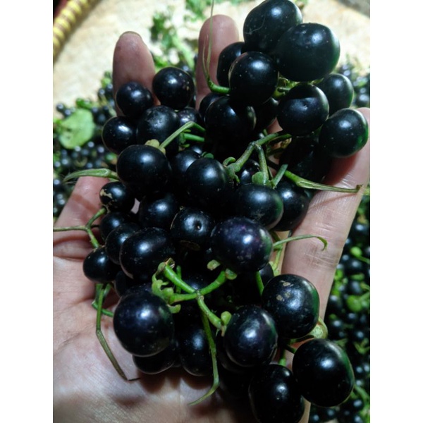 Jual Paket Bibit/Pohon Leunca atau Ranti 3 Tangkai Sudah Semai Siap ...