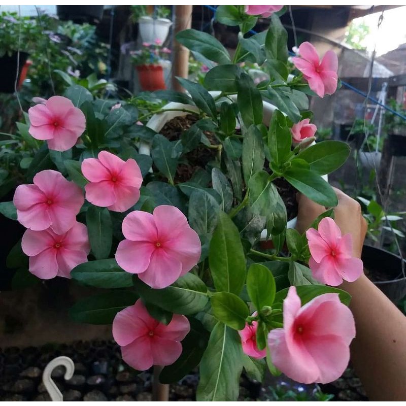 Jual bunga tapak dara/vinca pink murah | Shopee Indonesia