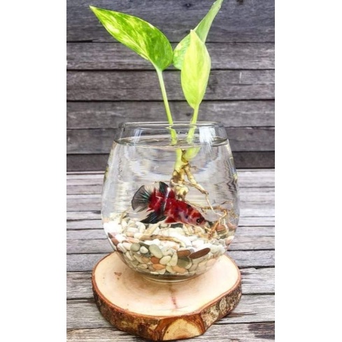 Jual TANK/VAS VASKURIUM MINI | Shopee Indonesia
