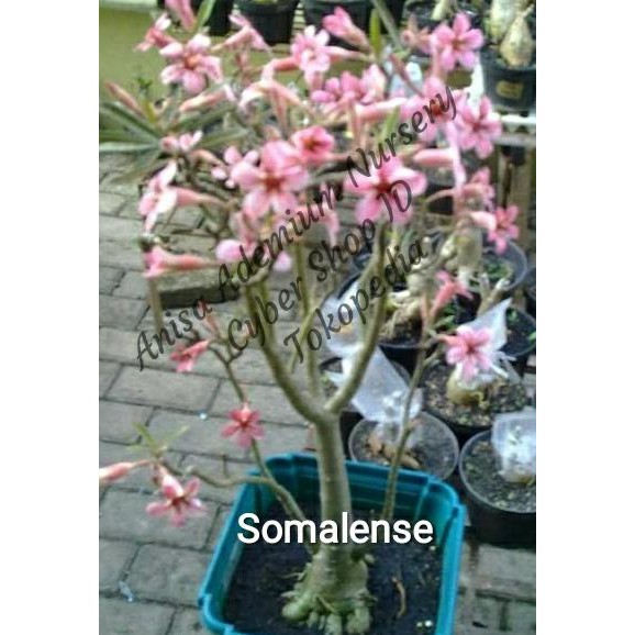 Jual Pusat Benih Tanaman Seeds Biji Benih Tanaman Hias Adenium Somalense Import Erni