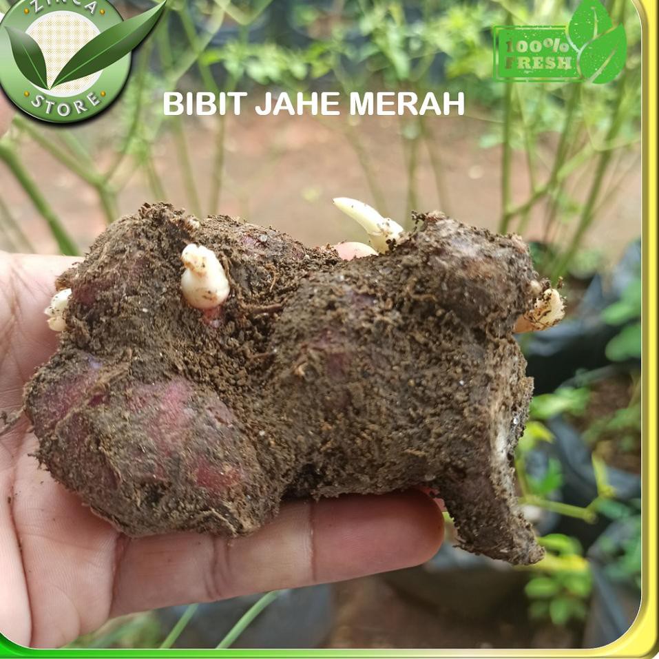 Jual Bagus Bibit Jahe Merah Super Bertunas Siap Tanam Benih