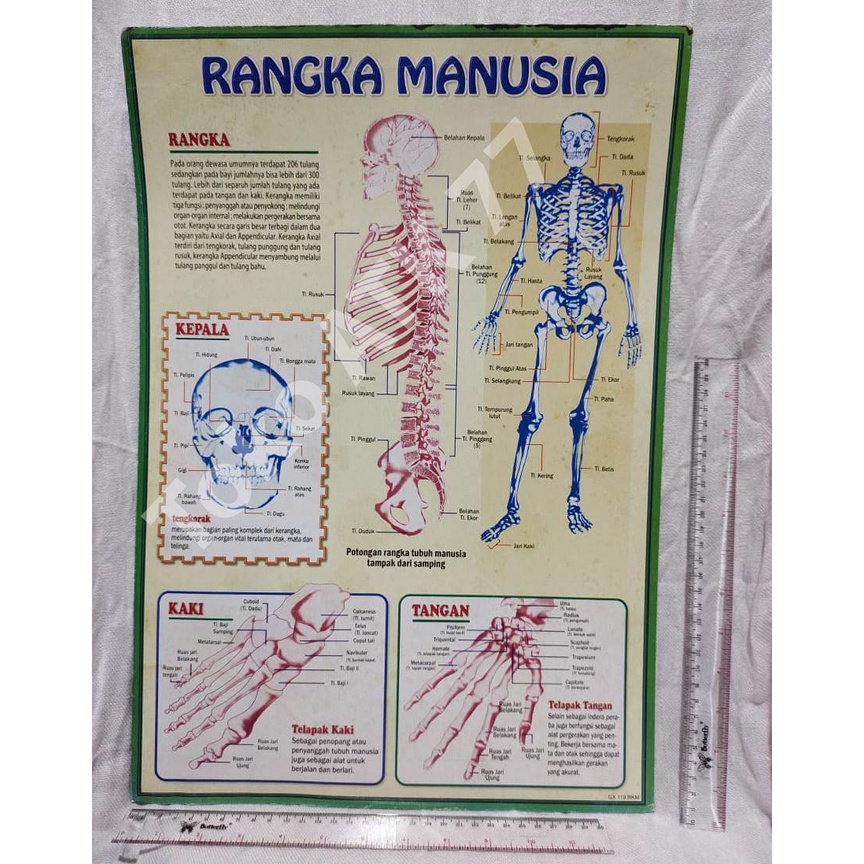 Jual Poster Rangka Manusia Skeleton & Poster Lainnya per 5lembar READY ...