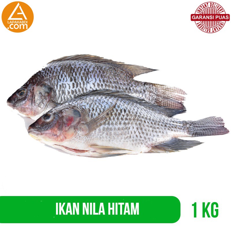 Jual Ikan Nila Tilapia Hitam 1 Kg Ikan Segar Garansi Termurah Shopee