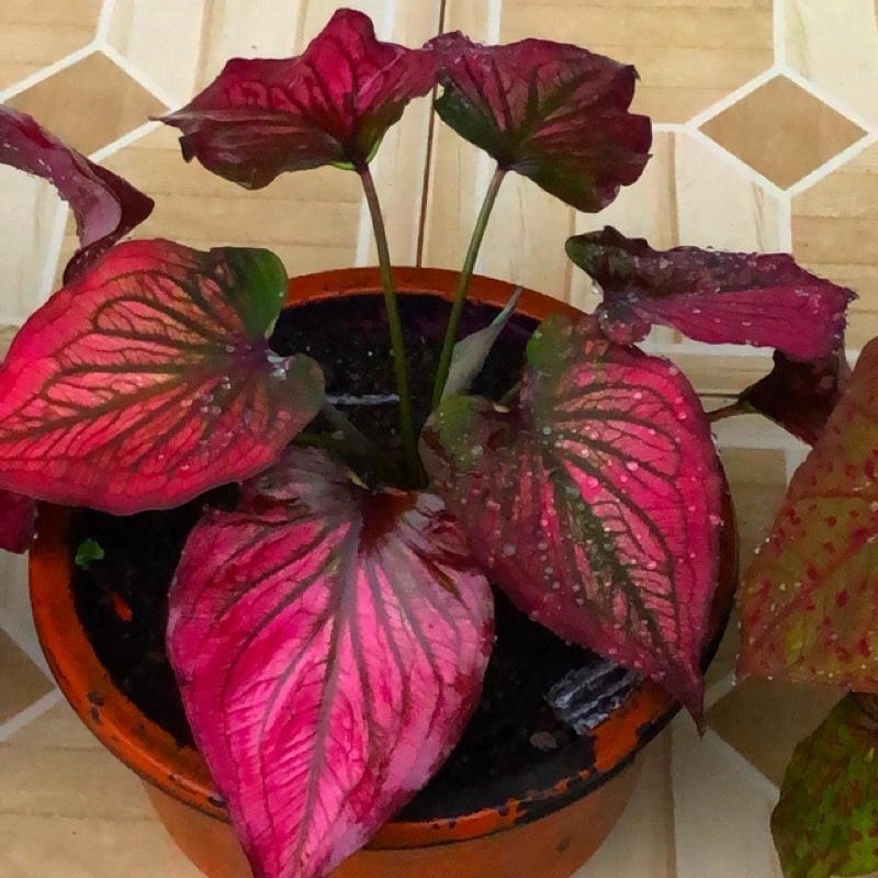 Jual Caladium Bul.b Infinity remaja sesuai foto | Shopee Indonesia