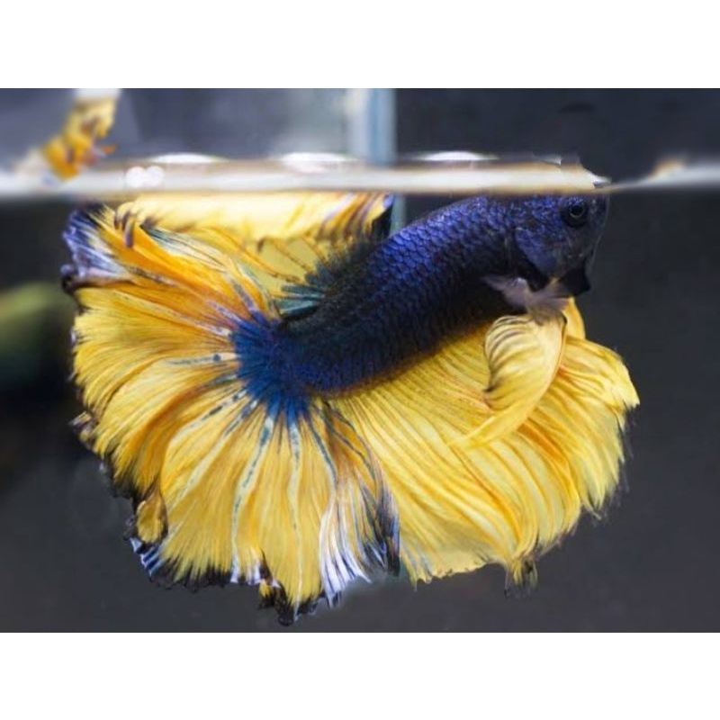 Jual Hiasan AQUARIUM halmon ukur m grosir | Shopee Indonesia