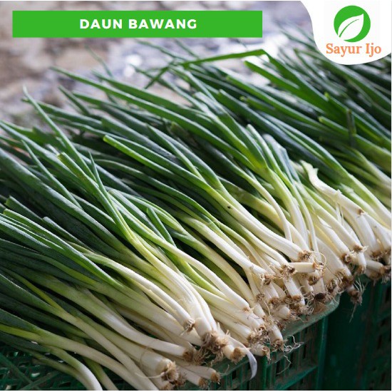 Jual Daun Bawang 480 - 500 Gram Fresh Spring Onion Sayur Hijau Segar ...