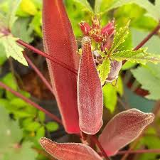 Jual 5 Benih Okra Merah Carmine Splendor F1 Hibrida Bibit Sayuran Known ...