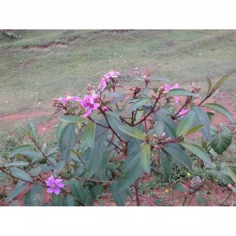 Jual Daun Senduduk Harendong / Senggani Segar Herbal Mag Maag Akut ...