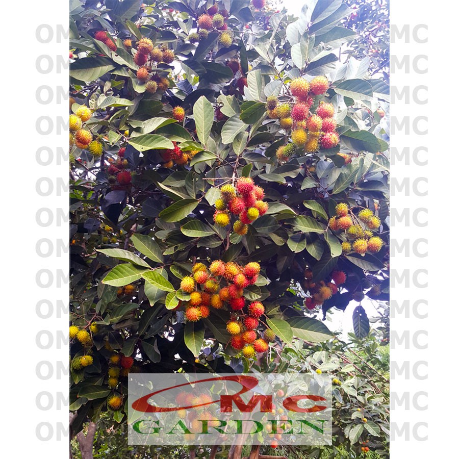 Jual Buah Rambutan Rapiah Ropiah 500 Gram RR-BH-500G | Shopee Indonesia