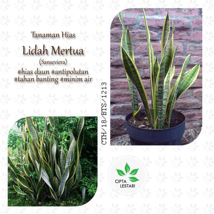 Jual Pky Tanaman Lidah Mertua Sansaviera Daun Sensivera Bibit Pohon Hias Shopee Indonesia