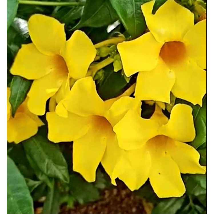 Jual tanaman hias bunga Alamanda kuning | Shopee Indonesia