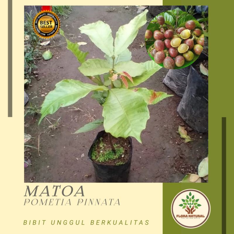 Jual Bibit Tanaman Matoa Pohon Matoa Buah Matoa Khas Papua Shopee