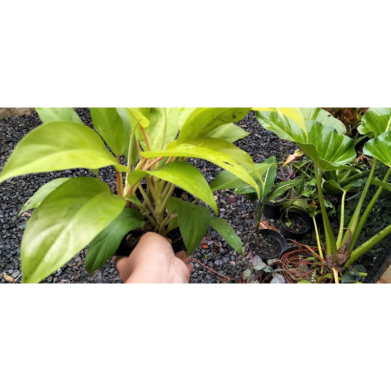 Jual Philodendron kuning lemon | philo centong | Shopee Indonesia